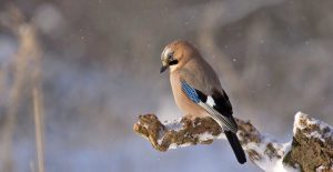 Vogel im Winter auf einem Ast sitzend