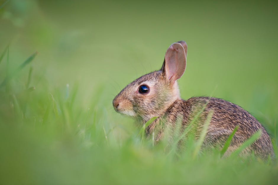 Kaninchen-artgerechte-Haltung-alleine-und-in-Gruppe – Blog – Petcenter