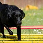 Schwarzer Labrador beim Cavaletti Training