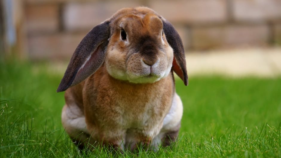 Kaninchen draussen im Gras