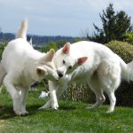 Hundezucht, Trächtigkeit der Hündin, Cayjoon und Looana am Spielen