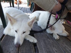 Eine kurze Pause für unsere Hund auf der Torrentalp Wanderung, petcenter.ch Blog