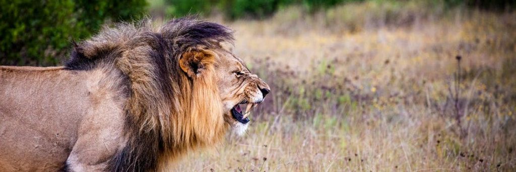 Bild eines Löwen als Darstellung einer Katze und ihrer getreidefreien Ernährung in der Natur