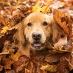 Golden Retriever versteckt in einem Laubhaufen im Herbst