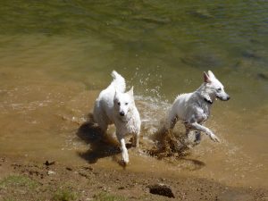 Unsere Hunde baden im Wysse See