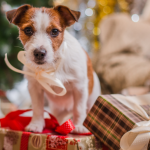 Hund auf einem Stapel Weihnachtsgeschenken mit einer Schliefe um den Hals