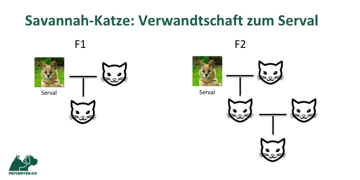 Savannah-Katze: Grafik zur Verwandtschaft zum Serval, F1 und F2 Generation