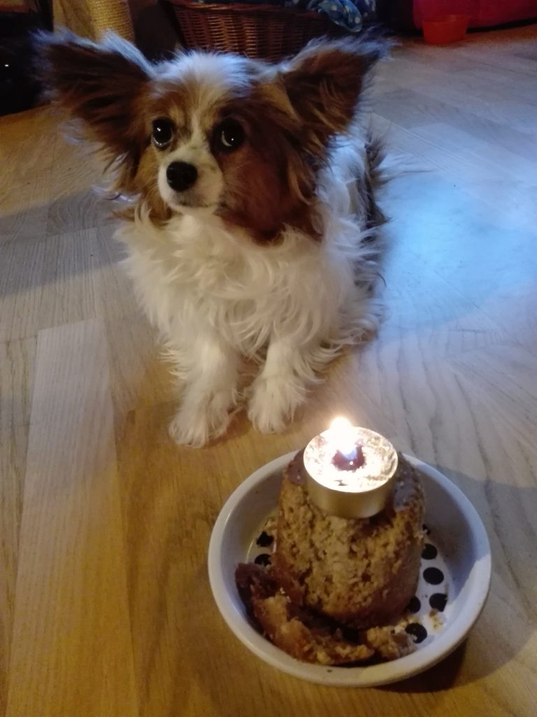 Hund mit Geburtstagskuchen