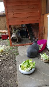 Die Kaninchen haben freien Zugang zum Stall und zum grosszügigen Gehege
