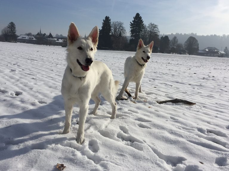 Hundezucht: Die Hündin decken - Blog - Petcenter.ch AG