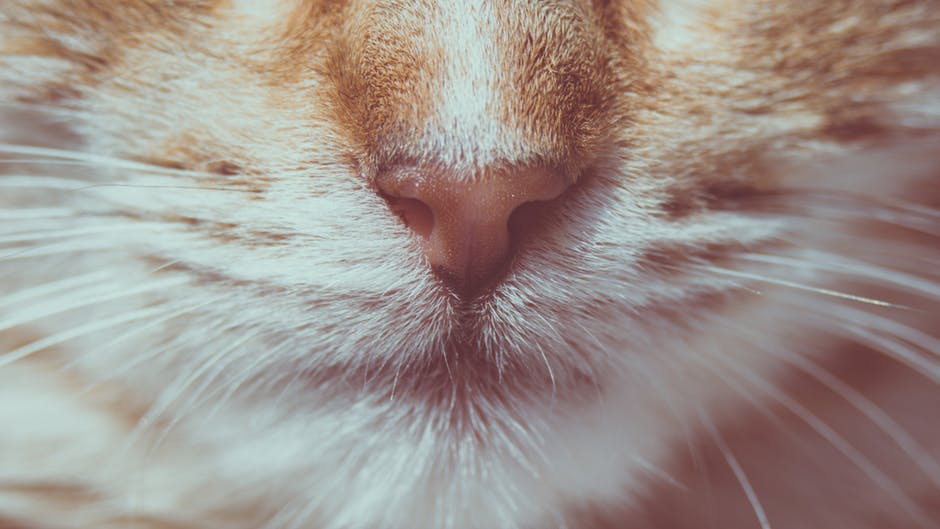 Tipps zum BARFen von Katzen. jetzt im Blog von petcenter.ch