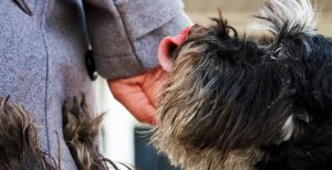 Hund frisst das Leckerchen aus der Hand von Frauchen