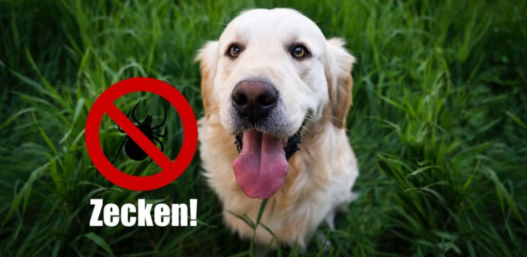 Hunde und Katzen vor Zecken schützen - Hund im Gras