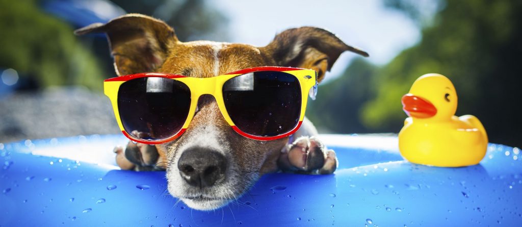 Hund mit Sonnenbrille passend zum Thema "Hund abkühlen"