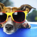 Hund mit Sonnenbrille passend zum Thema "Hund abkühlen"