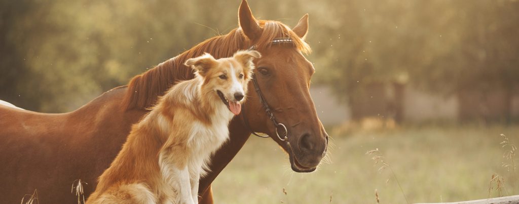 Bild von einem Hund und einem Pferd
