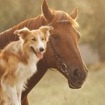 Bild von einem Hund und einem Pferd
