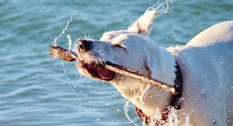 Sicherer Badespass für deinen Hund Blog Petcenter.ch AG