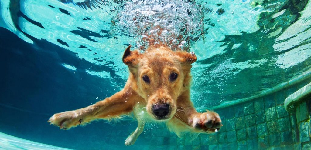 Hund beim Baden im Wasser