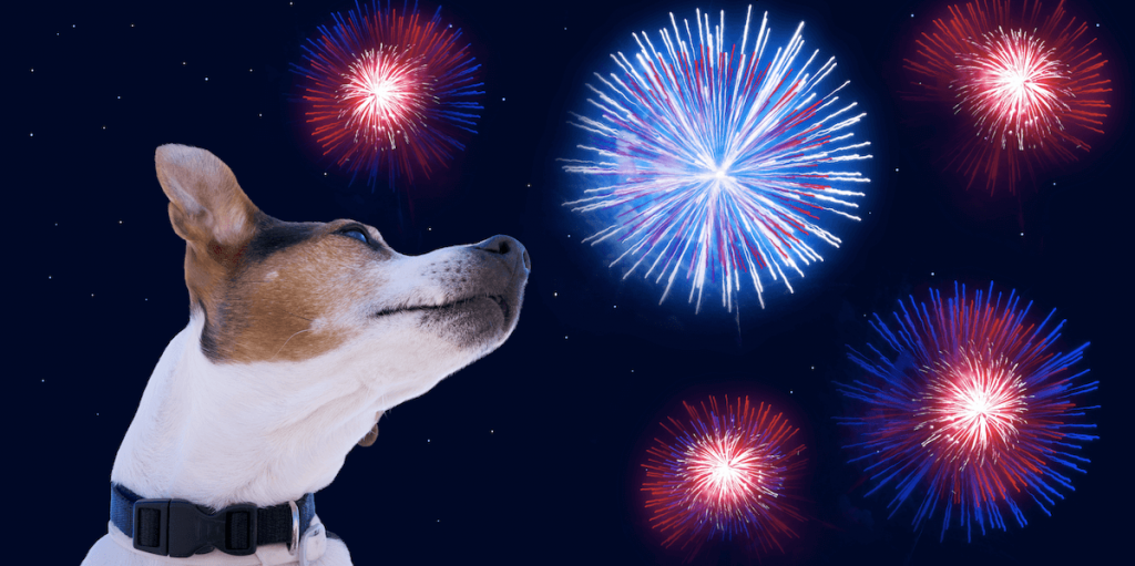 Hund vor einem Feuerwerk