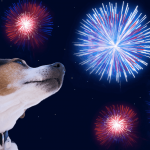 Hund vor einem Feuerwerk