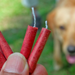 Bild von Hund mit Feuerwerk vom 1. August