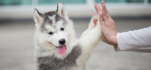 Huskywelpe zum Thema Welpen in der 8. bis 12. Lebenswoche