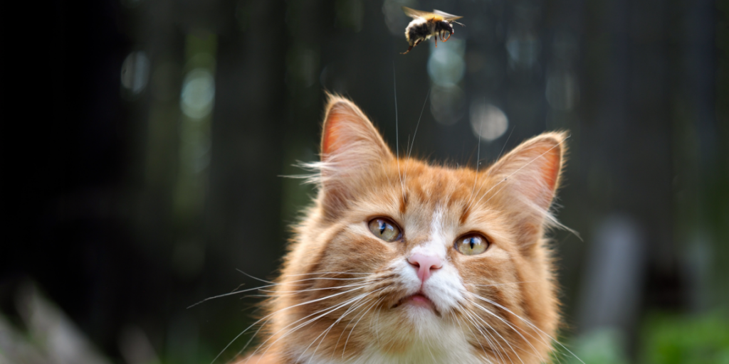 Eine Katze beobachtet draussen ein fliegendes Insekt, passend zum Thema Insektenstiche bzw. Bienenstiche bei Katzen richtig behandeln