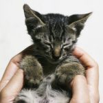 Junge Katze kuschelt in der Hand ihres Frauchens oder Herrchens