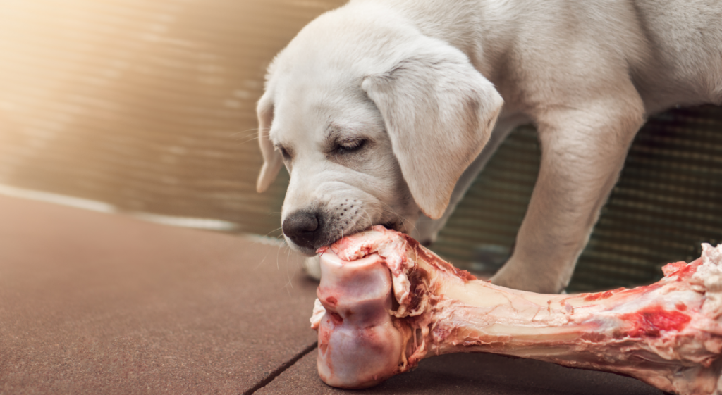 Ein junger Hund nagt an einem Knochen, passend zum Thema BARF