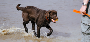 Hund am See am Spielen als Alternative zum Mantrailing im Sommer
