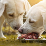 2 Golden Retriever am BARF-Fleisch fressen