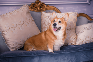 Corgi sitzt aus einem eleganten, blauen Sofa