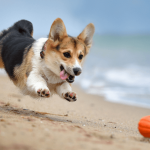Corgi spielt am Strand mit orangem Ball