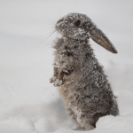 Kaninchen draussen im Schnee