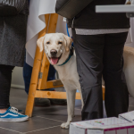Labrador im petcenter.ch-Laden am Herbst Event