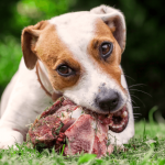 Hund mit BARF Fleisch draussen im Gras