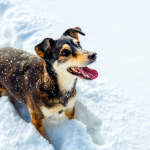 Hund tollt draussen im hohen Schnee