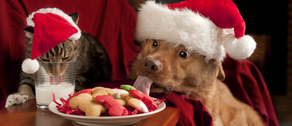 Hund und Katze mit Weihnachtsmützen