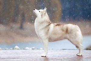 Siberian Husky draussen im Schnee