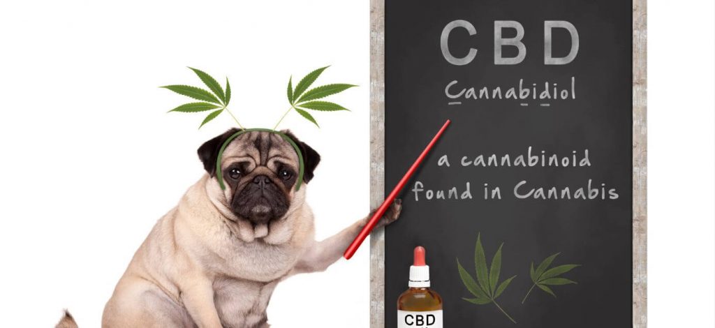 Mops vor einer Tafel mit einer Erklärung zu CBD