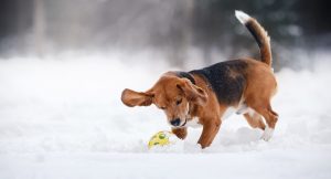 Hund tollt im Schnee