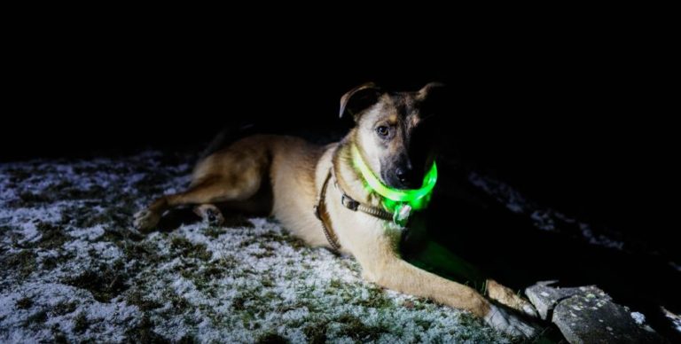 Hund mit Leuchthalsband in der Dämmerung