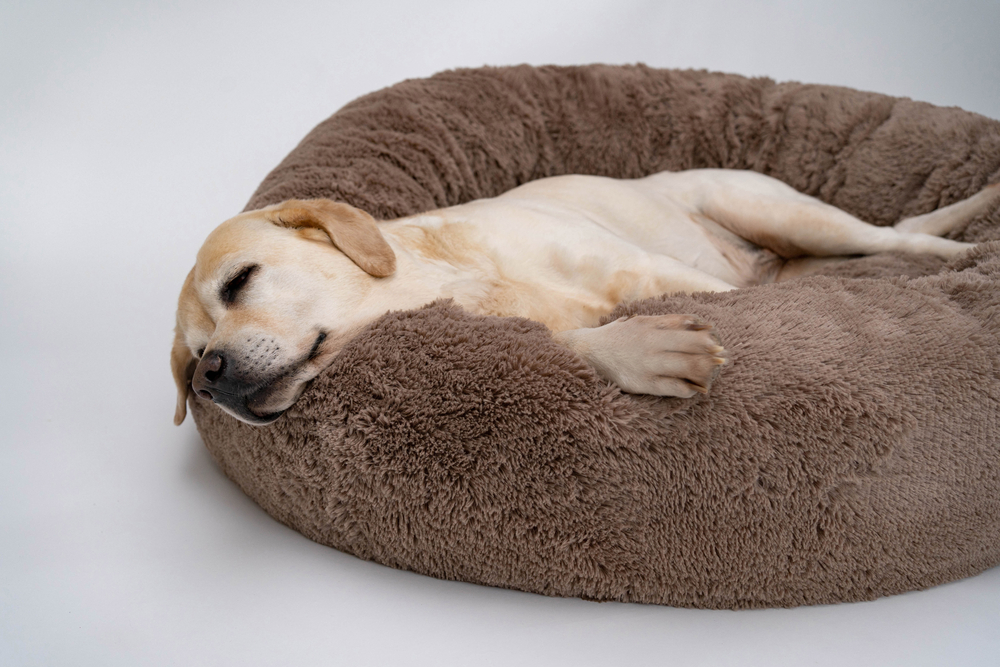 Labrador am Schlafen im Hundebett