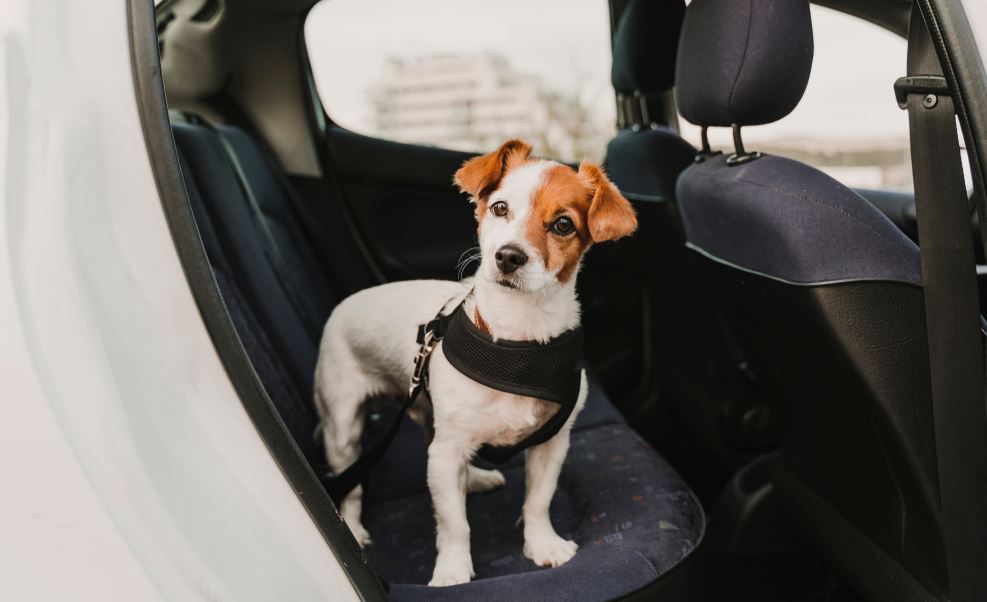 Hund beim Autofahren gesichert auf dem Rücksitzt mit einem Hundegeschirr und einem Gurt.