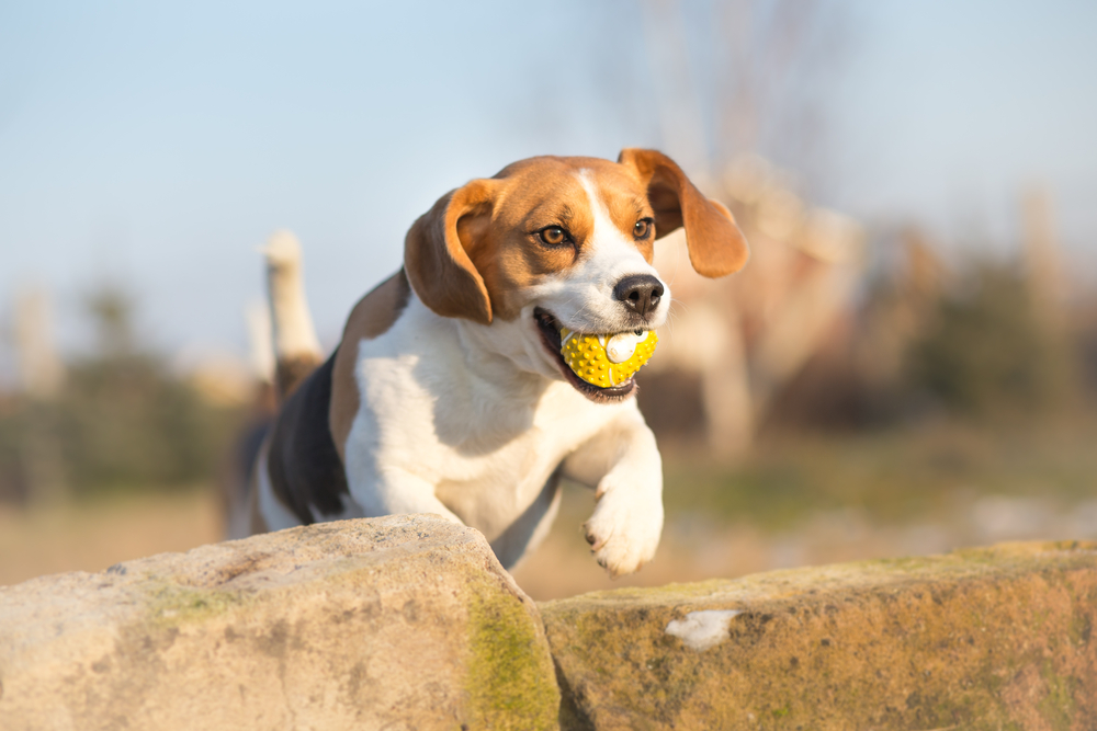 English Beagle beim Spielen mit einem Hundeball