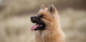 Eurasier Welpe mit braunem Fell und schwarzer Schnauze