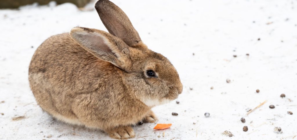 Kaninchen draussen im Schnee, passend zum Thema Meerschweinchen und Kaninchen im Winter draussen halten