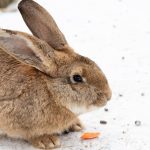 Kaninchen draussen im Schnee, passend zum Thema Meerschweinchen und Kaninchen im Winter draussen halten