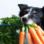 Welches Obst und Gemüse darf bei BARF für Hunde gefüttert werden?